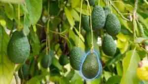 Frutti di avocado maturi appesi a un albero in un giardino.