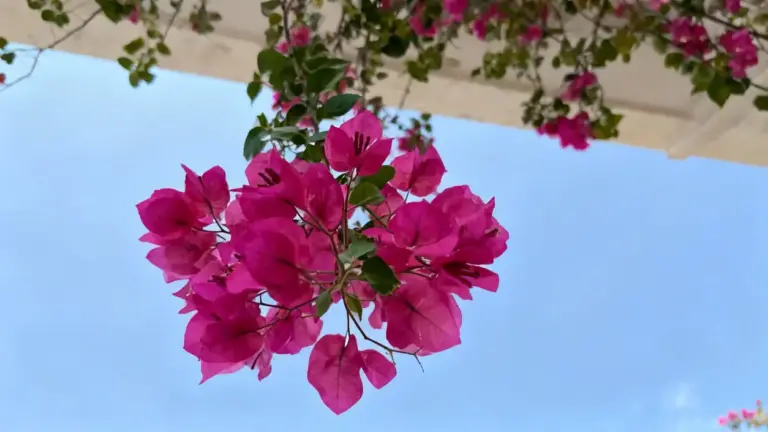 Fiori rosa di bouganville in primo piano contro il cielo azzurro