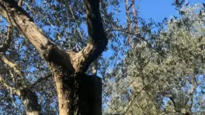 Tronco di ulivo con potatura evidente tra i rami e foglie sullo sfondo