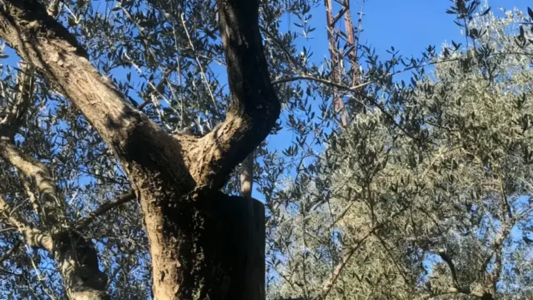 Tronco di ulivo con potatura evidente tra i rami e foglie sullo sfondo