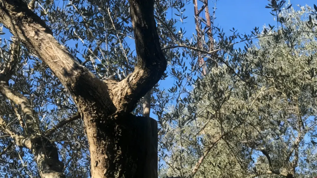 Tronco di ulivo con potatura evidente tra i rami e foglie sullo sfondo