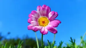 Fiore dai petali rosa con centro giallo su sfondo di cielo azzurro