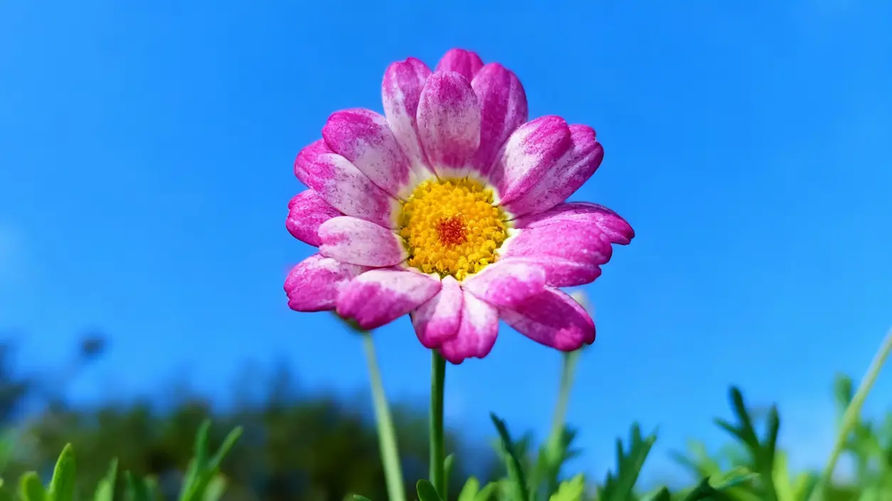 Fiore dai petali rosa con centro giallo su sfondo di cielo azzurro