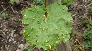 Foglia di pianta con macchie gialle e deformazioni visibili