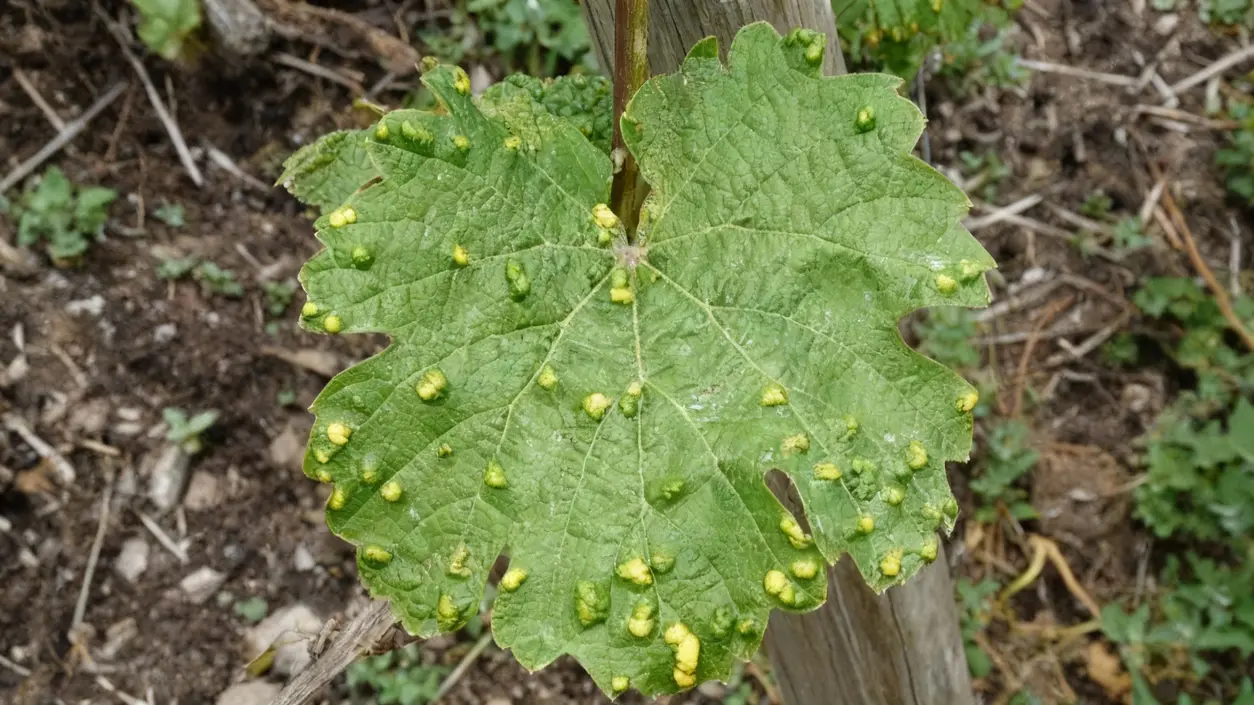 Foglia di pianta con macchie gialle e deformazioni visibili
