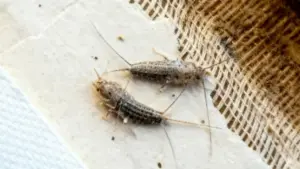 Due insetti argentati su una superficie in tessuto