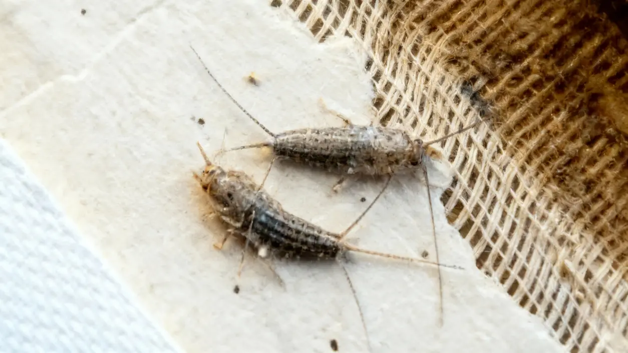 Due insetti argentati su una superficie in tessuto