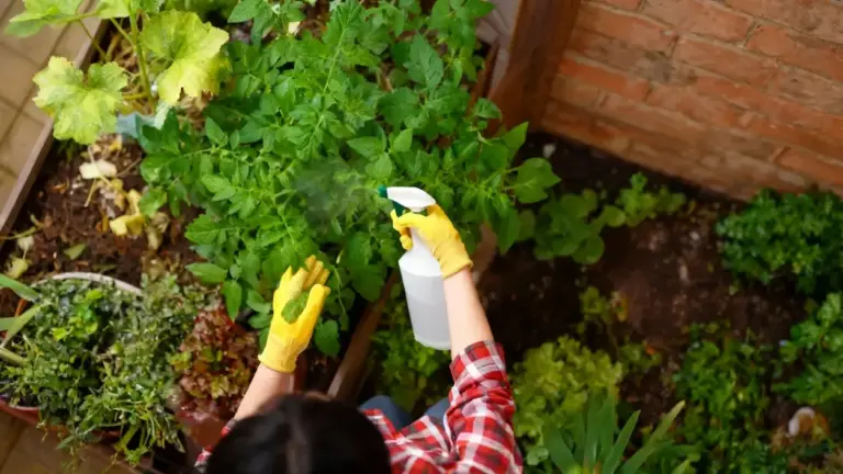 Persona che spruzza insetticida naturale su piante in un orto domestico