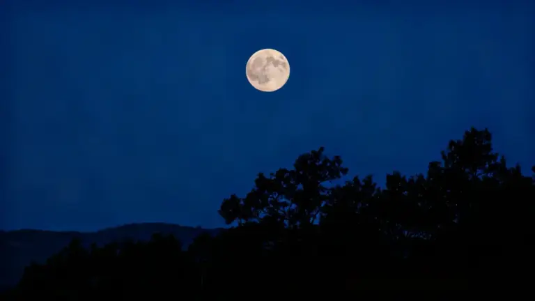 Luna piena nel cielo notturno sopra sagome di alberi scuri