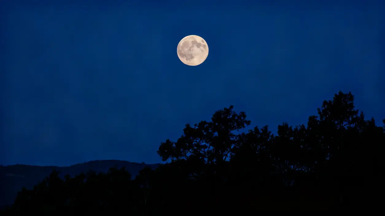 Luna piena nel cielo notturno sopra sagome di alberi scuri