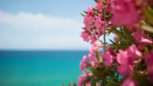 Fiori rosa di oleandro in primo piano con il mare sullo sfondo