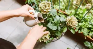 Persona che nutre una pianta di ortensia con concime naturale in un vaso da balcone