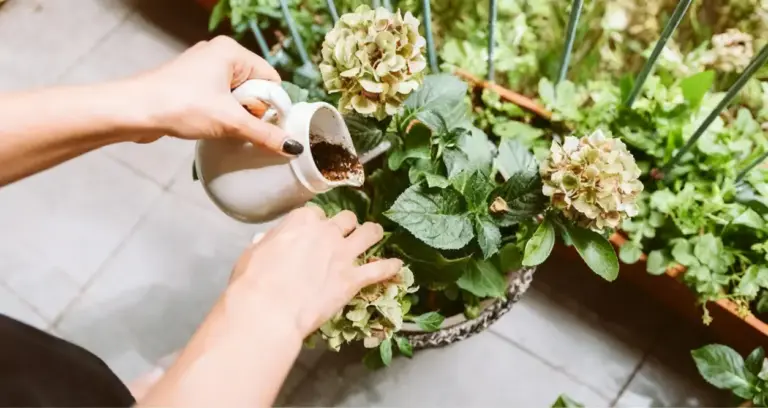 Persona che nutre una pianta di ortensia con concime naturale in un vaso da balcone