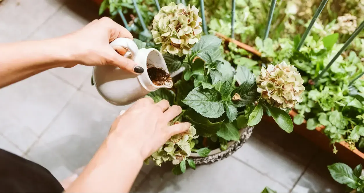 Persona che nutre una pianta di ortensia con concime naturale in un vaso da balcone
