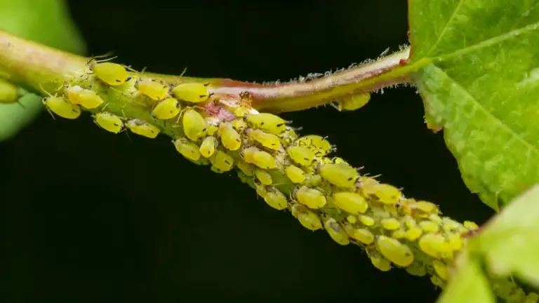 Infestazione di pidocchi verdi su un ramo di pianta da balcone