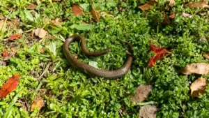 Serpente marrone su erba verde e foglie secche in un giardino