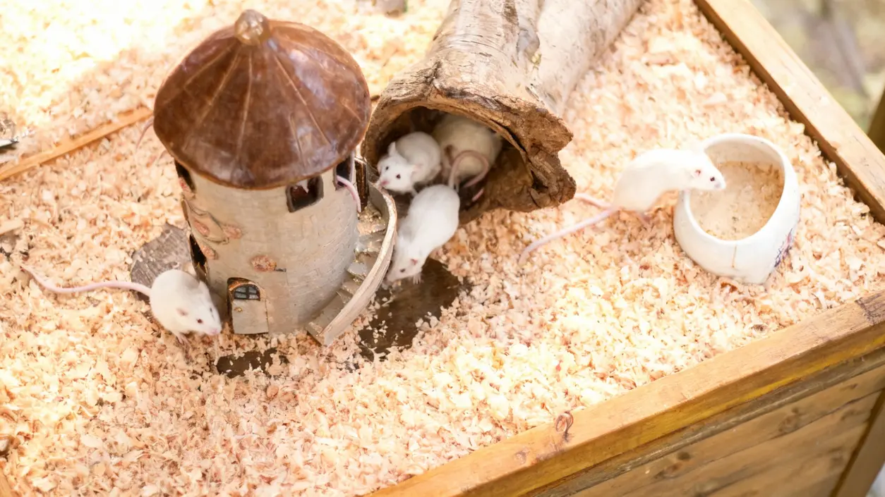 Piccoli topi bianchi in un habitat artificiale con trucioli di legno e una casetta