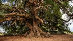 Grande albero da esterno con rami contorti e chioma fitta in un paesaggio naturale
