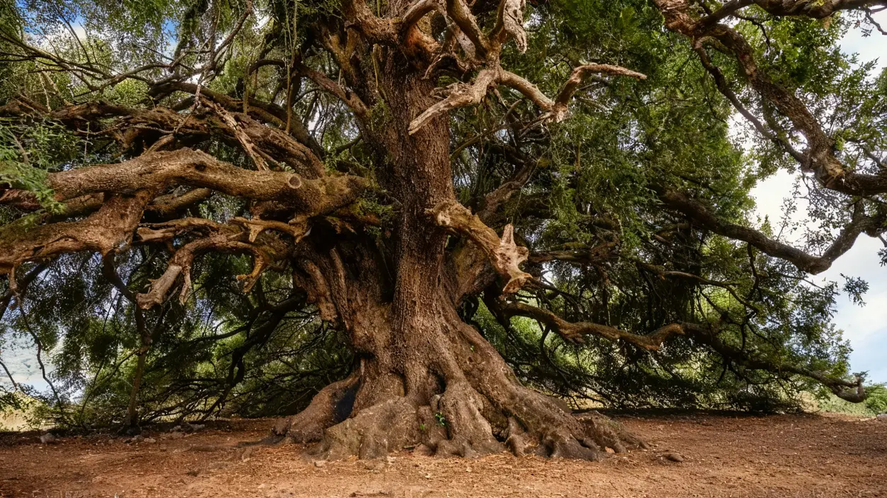 Grande albero da esterno con rami contorti e chioma fitta in un paesaggio naturale