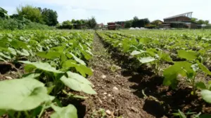 Orto con giovani piantine verdi coltivate in file su terreno ben curato